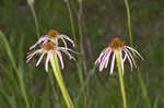 Wavyleaf purple coneflower